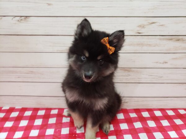 Pomsky DOG Female Black and Tan 20302 Petland Batavia, Illinois