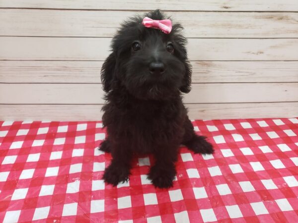 Labradoodle Mini 2nd Generation DOG Female Black 20306 Petland Batavia, Illinois