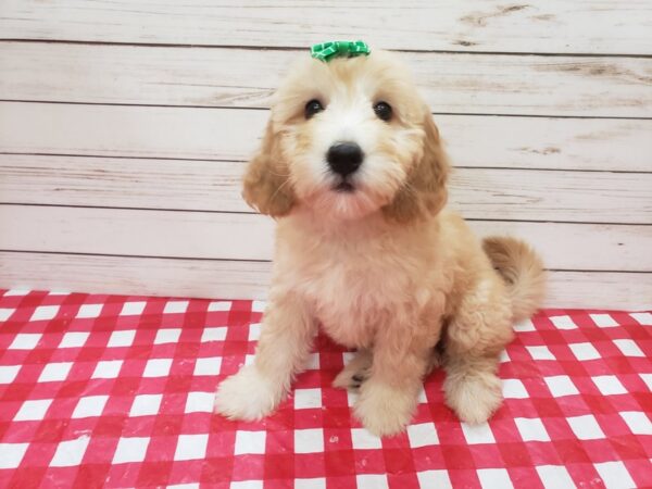 Labradoodle Mini 2nd Generation-DOG-Female-Golden-20305-Petland Batavia, Illinois