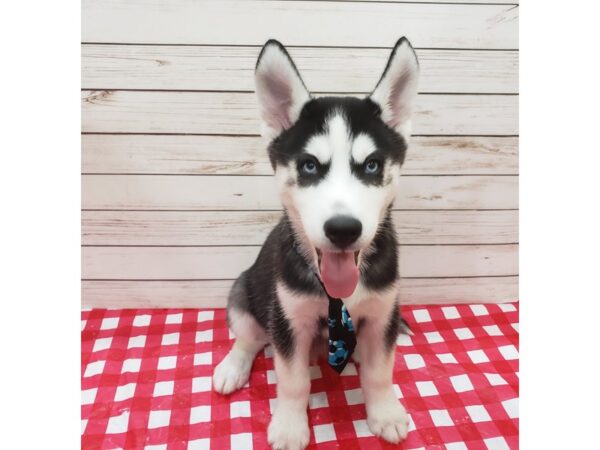 Siberian Husky DOG Male Black and White 20301 Petland Batavia, Illinois