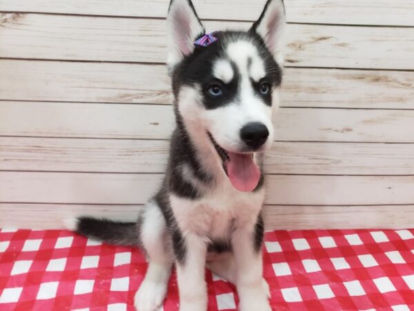 Siberian Husky DOG Female Black and White 20300 Petland Batavia, Illinois