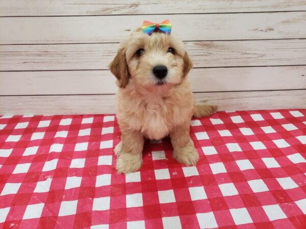 Goldendoodle Mini 2nd Gen DOG Female Golden 20297 Petland Batavia, Illinois