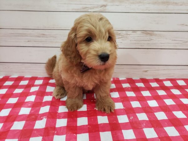 Goldendoodle Mini 2nd Gen DOG Male Golden 20298 Petland Batavia, Illinois