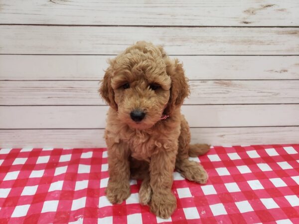 Goldendoodle Mini 2nd Gen DOG Male Golden 20299 Petland Batavia, Illinois