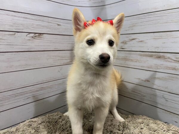 Pomsky DOG Female Sable and White 12179 Petland Batavia, Illinois