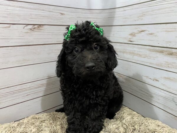 Labradoodle Mini 2nd Generation-DOG-Female-Black-12178-Petland Batavia, Illinois