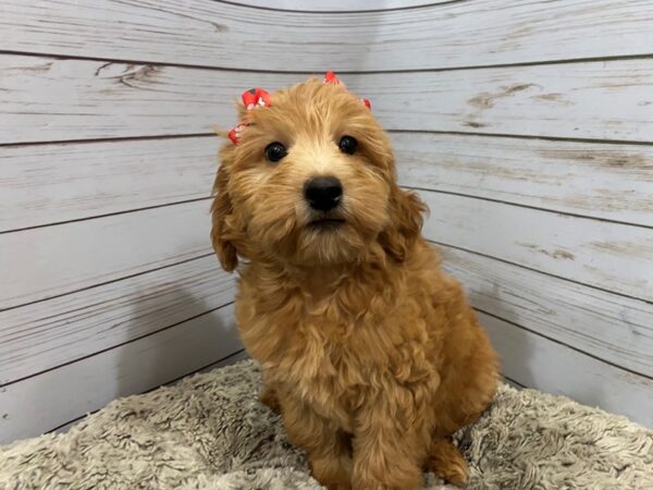 Labradoodle Mini 2nd Generation-DOG-Female-Golden-12177-Petland Batavia, Illinois