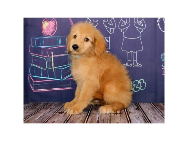 Goldendoodle-DOG-Male-Golden-20084-Petland Batavia, Illinois