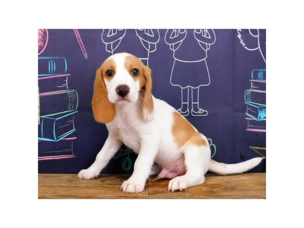 Beagle DOG Male Lemon / White 20081 Petland Batavia, Illinois