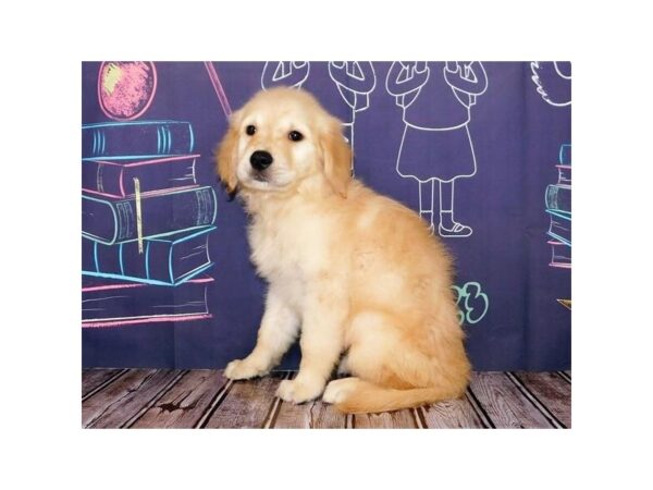 Goldendoodle-DOG-Female-Light Golden-12195-Petland Batavia, Illinois