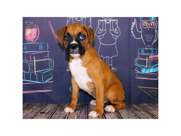 Boxer DOG Male Fawn, Black Mask, White Markings 12186 Petland Batavia, Illinois