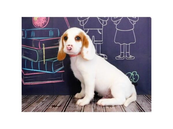 Beagle DOG Male Lemon / White 12185 Petland Batavia, Illinois