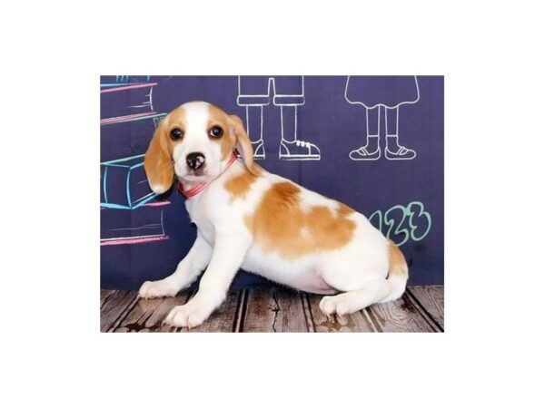 Beagle-DOG-Female-Lemon / White-20080-Petland Batavia, Illinois