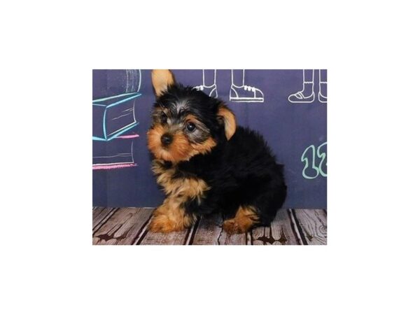 Yorkshire Terrier DOG Male Black / Tan 20087 Petland Batavia, Illinois