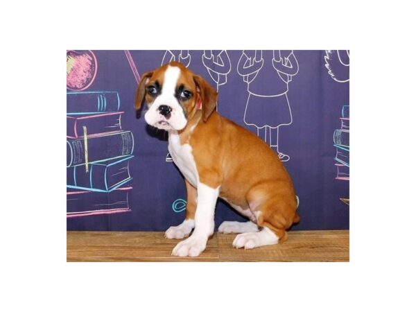 Boxer-DOG-Female-Fawn-20082-Petland Batavia, Illinois