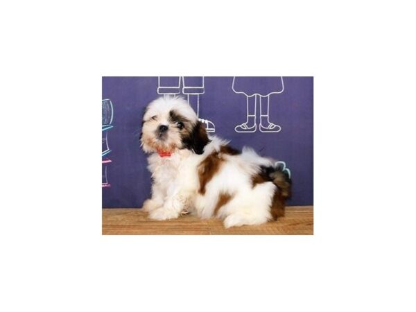 Shih-Peke DOG Female Gold / White 20090 Petland Batavia, Illinois