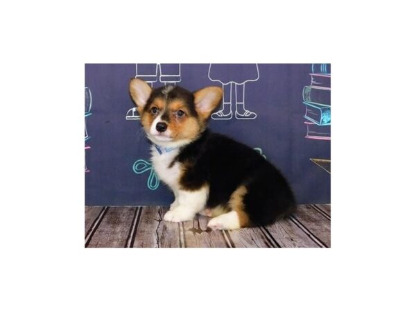 Pembroke Welsh Corgi DOG Female Black 20085 Petland Batavia, Illinois