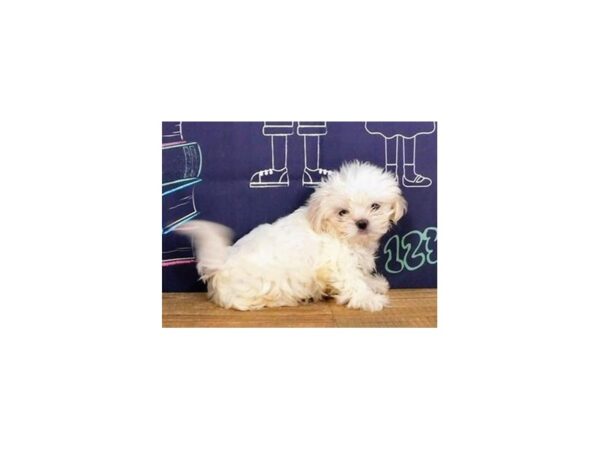 Shih Tzu DOG Male White / Cream 20086 Petland Batavia, Illinois