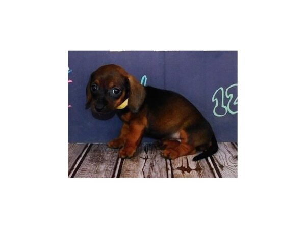 Dachshund DOG Female Red Sable 20083 Petland Batavia, Illinois