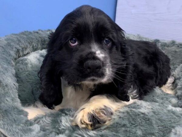 Cocker Spaniel DOG Male Black and White 20076 Petland Batavia, Illinois
