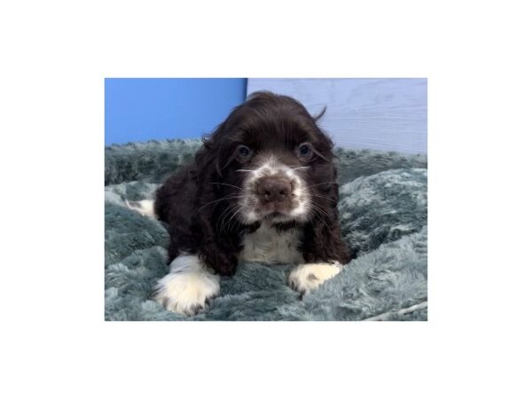 Cocker Spaniel DOG Male Chocolate and White 20077 Petland Batavia, Illinois