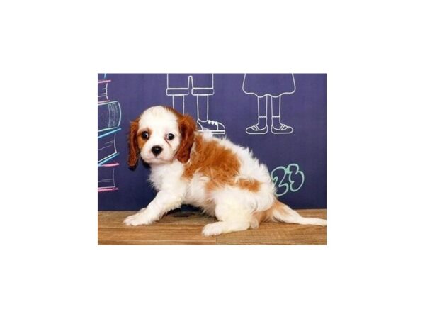 Cavalier King Charles Spaniel-DOG-Female-Blenheim-12187-Petland Batavia, Illinois