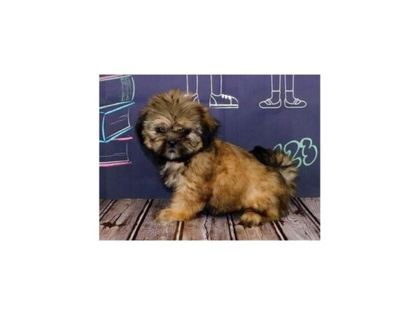 Shih Tzu-DOG-Female-Gold-12191-Petland Batavia, Illinois
