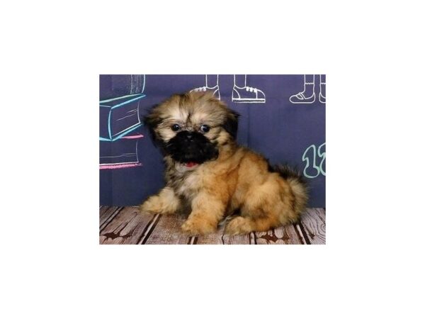 Shih Tzu DOG Male Gold 12192 Petland Batavia, Illinois