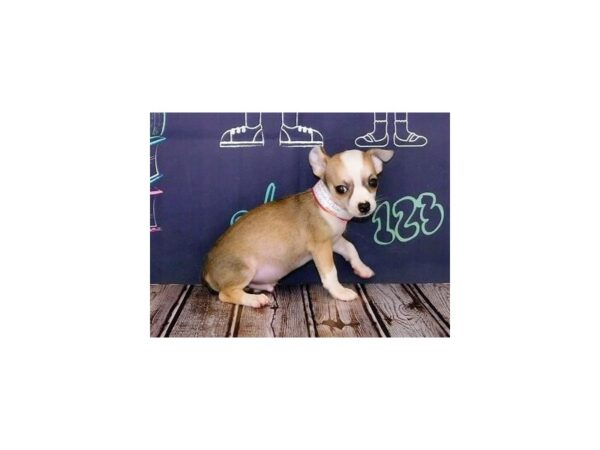Chihuahua-DOG-Male-Fawn Sable-12206-Petland Batavia, Illinois
