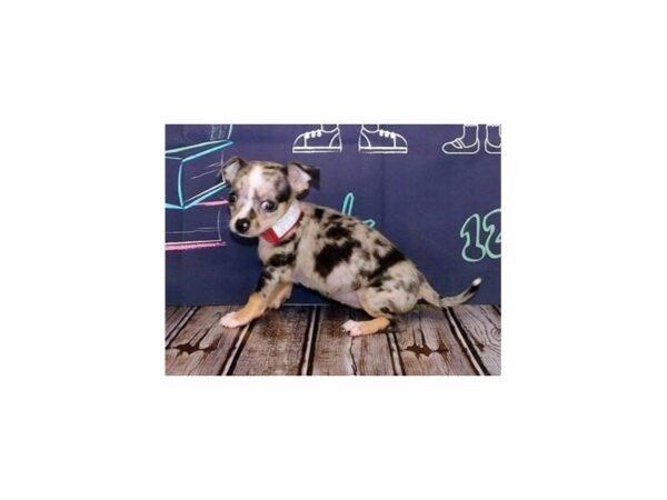 Chihuahua DOG Female Blue Merle, White and Tan Markings 12188 Petland Batavia, Illinois