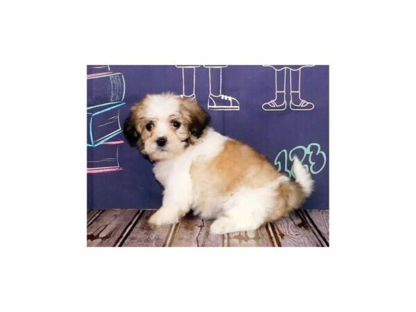 Teddy Bear DOG Female Gold / White 12196 Petland Batavia, Illinois