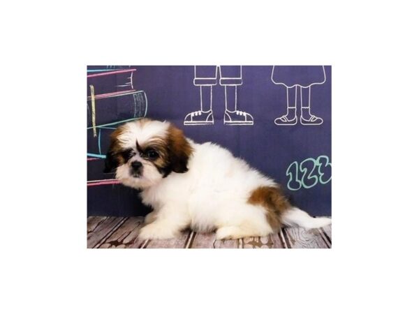 Shih-Peke-DOG-Male-Gold / White-12199-Petland Batavia, Illinois