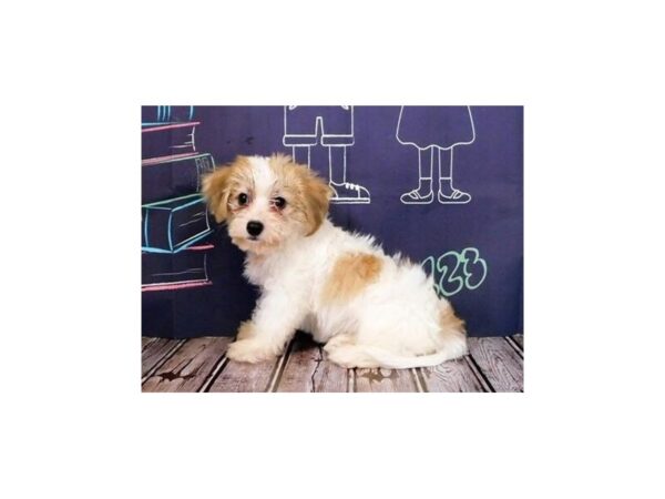 Yo-Chon DOG Female Gold / White 12197 Petland Batavia, Illinois