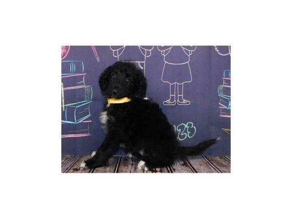 CaDoodle DOG Female Black 20334 Petland Batavia, Illinois
