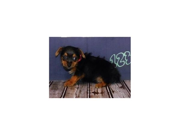 Yorkshire Terrier DOG Male Black / Tan 12201 Petland Batavia, Illinois