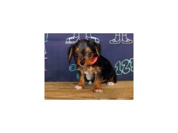 Yorkshire Terrier-DOG-Male-Black / Tan-12200-Petland Batavia, Illinois
