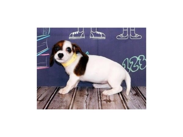 Dachshund-DOG-Female-Red Sable Piebald-12190-Petland Batavia, Illinois