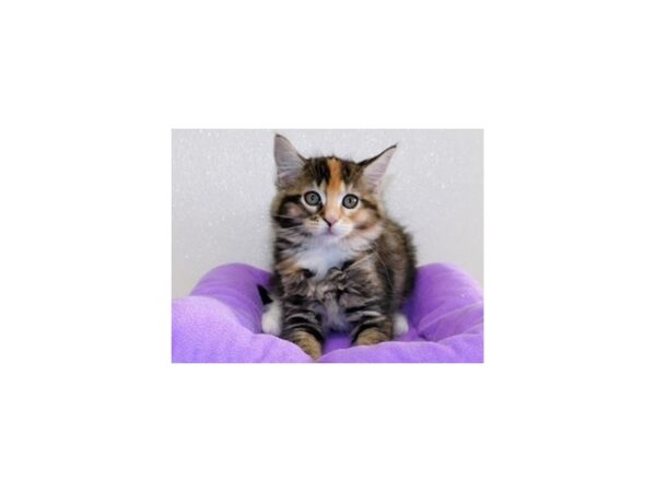 Maine Coon CAT Female Brown Patched Tabby 12194 Petland Batavia, Illinois