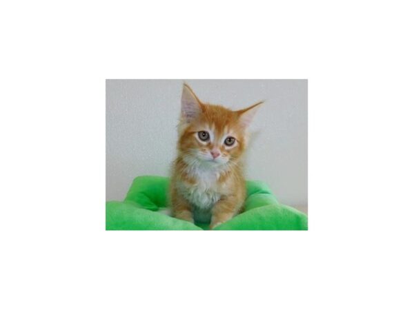 Maine Coon-CAT-Male-Red Classic Tabby, white markings-12202-Petland Batavia, Illinois