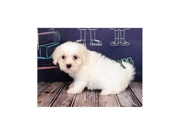 Teddy Bear DOG Female White / Cream 20318 Petland Batavia, Illinois