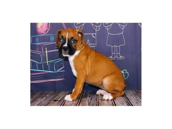 Boxer DOG Female Fawn 20310 Petland Batavia, Illinois