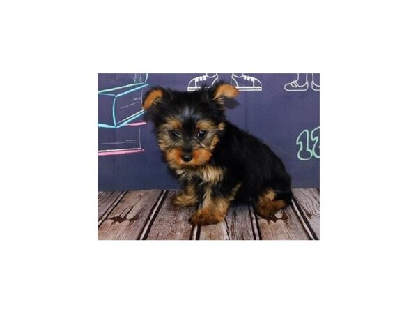 Yorkshire Terrier DOG Female Black / Tan 20315 Petland Batavia, Illinois
