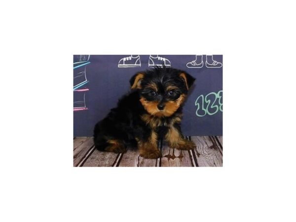 Yorkshire Terrier-DOG-Male-Black / Tan-20316-Petland Batavia, Illinois