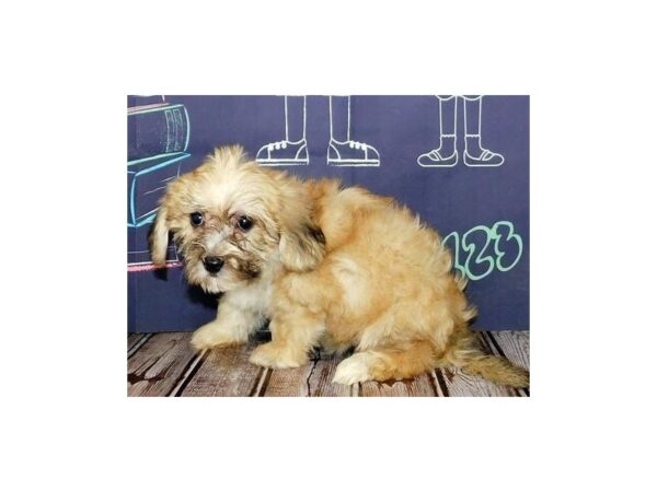 Yo-Chon-DOG-Male-Golden-20319-Petland Batavia, Illinois