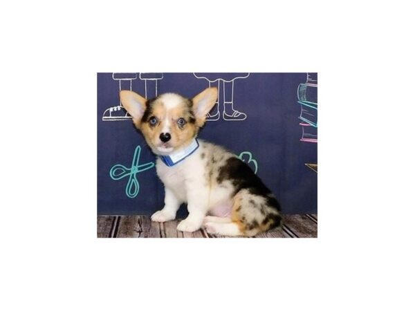 Pembroke Welsh Corgi DOG Female Blue Merle, White Markings, Tan Points 20312 Petland Batavia, Illinois