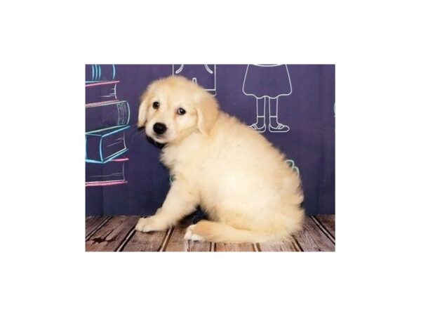 Goldendoodle DOG Female Light Golden 20317 Petland Batavia, Illinois
