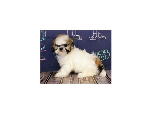 Shih Tzu DOG Female Gold / White 20313 Petland Batavia, Illinois