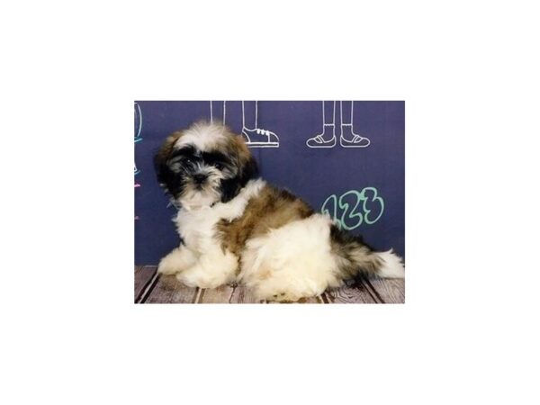 Shih Tzu DOG Male Brindle / White 20314 Petland Batavia, Illinois