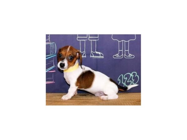Dachshund DOG Male Red Sable Piebald 20311 Petland Batavia, Illinois