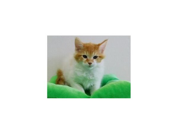 Maine Coon CAT Male White / Orange 20321 Petland Batavia, Illinois